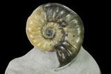 Translucent Ammonite (Asteroceras) Fossil - Dorset, England #171267-1